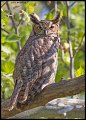 _5SB2002 great-horned owl